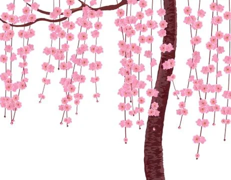 Branches with pink flowers and cherry buds, the trunk of a tree. Sakura. isol Stock Illustration