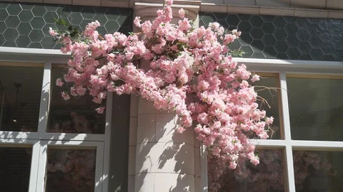 Branches with pink flowers on windows. Stock Footage 107942964