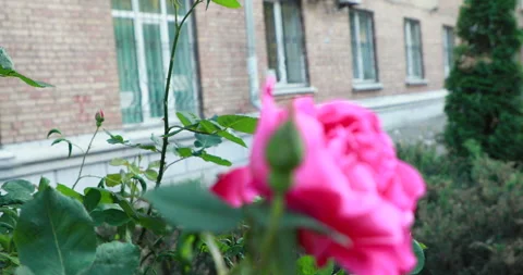 Branches of pink roses on the background of a brick house Stock Footage 243215094
