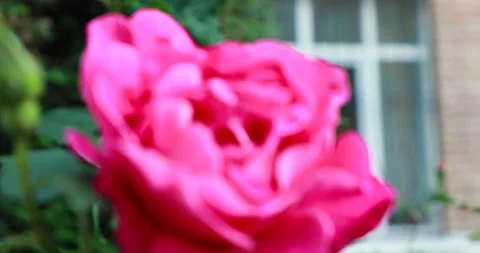Branches of pink roses on the background of a brick house Video stock 243216348