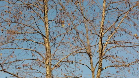 Branches of plane tree with blue sky behind Stock Footage 139388553