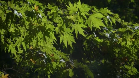 Branches of the plane tree in the rays of the sun Stock Footage 138872362