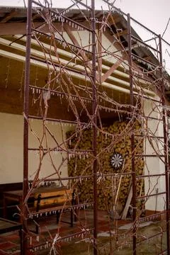 The branches of the plant are covered with a layer of ice after an icy rain.. Stock Photos