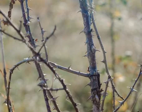 Branches of a plant with thorns Stock Photos