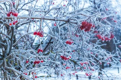 The branches of plants covered with a thick layer of ice Stock Photos