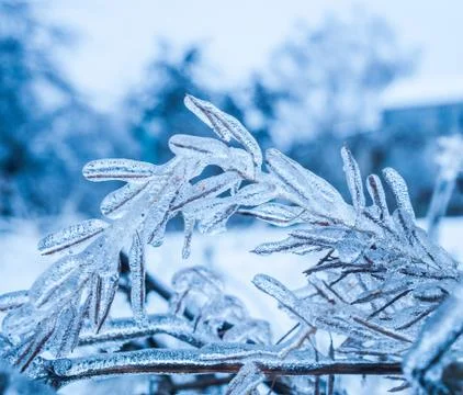 The branches of plants covered with a thick layer of ice Stock Photos