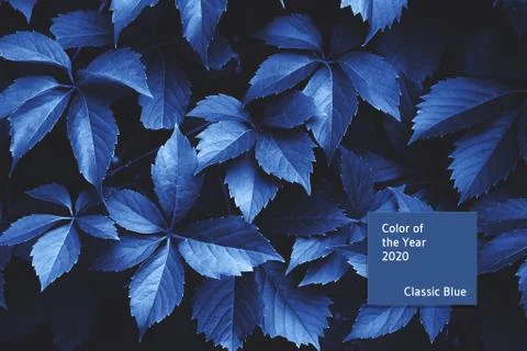 Branches of plants. Stock Photos