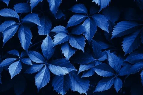 Branches of plants. Stock Photos