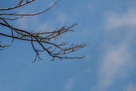 Branches of plants that soar into the sky, bright blue sky background Stock Photos