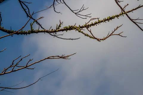 Branches of plants that soar into the sky, bright blue sky background Stock Photos