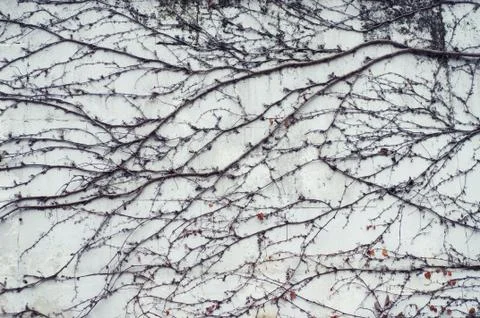 Branches of plants on a wall Stock Photos