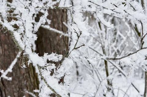 Branches of plants in the winter forest covered with snow and frost Stock Photos