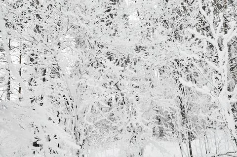 Branches of plants in the winter forest covered with snow and frost Fotos de archivo