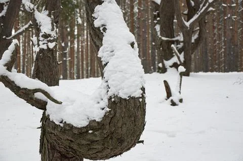 Branches of plants in the winter forest covered with snow and frost Stock Photos