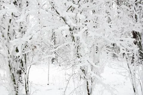 Branches of plants in the winter forest covered with snow and frost Photos