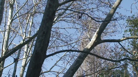 Branches of platan in winter Stock Footage 269829