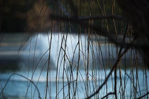 Branches pond in background Stock Photos