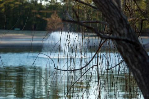 Branches pond in background Stock Photos