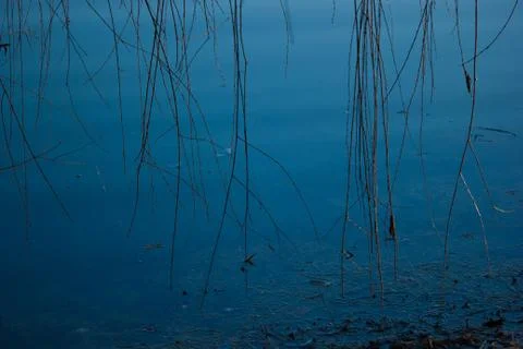 Branches pond in background Stock Photos