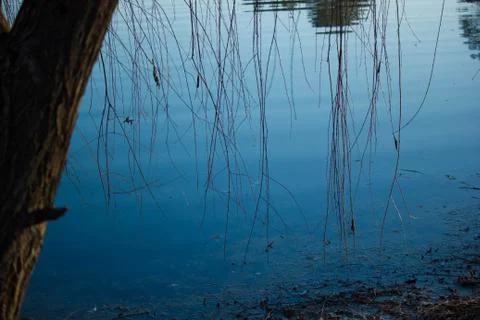 Branches pond in background 스톡 사진