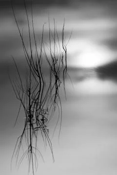 Branches on a Pond Stock Photos