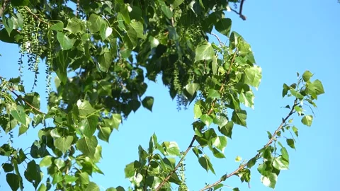 Branches with poplar leaves 動画素材 130346764