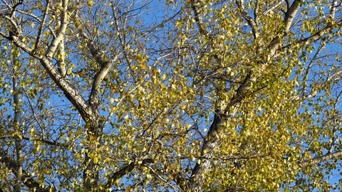 Branches of poplar with yellow leaves on background of blue sky Stock Footage 125374949