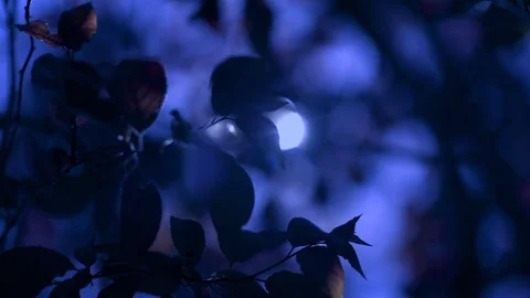 Branches of prunus pisardi moved by the wind at night Stock Footage 74513897