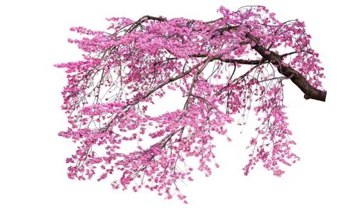 The branches of the purple cherry tree are isolated on a white background. Foto stock
