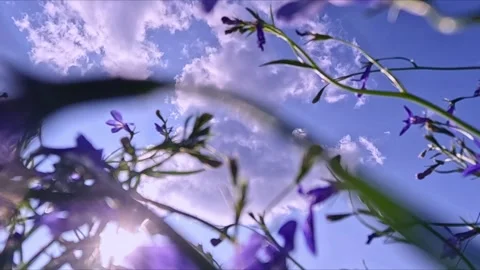 Branches with purple flowers under cloudy sky Stock Footage 317528642