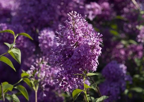 Branches of purple serenity Stock Photos