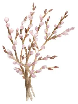 Branches of pussy-willow Illustrazione stock