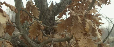 Branches of Quercus robur tree anamorphic 5.7K video Stock Footage 300543109