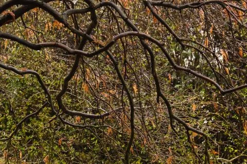 Branches in the rain 2 Stock Photos