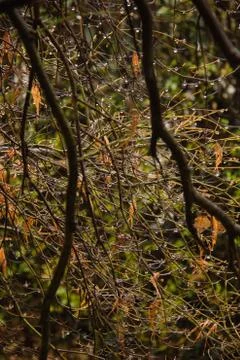 Branches in the rain-3 Stock Photos
