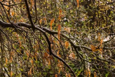 Branches in the rain Stock Photos