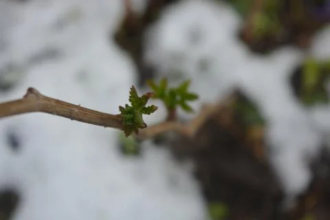 The branches of raspberry on the background of black earth with snow in spring Stock Photos