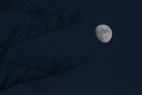 Branches reaching to the full moon Stock Photos