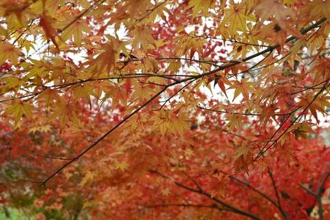 Branches of red and yellow maple leaves in autumn day in the garden Stock Photos