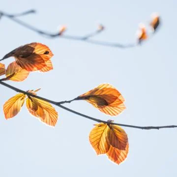 Branches with red beech-leaves in spring Foto stock
