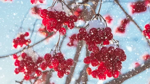 Branches with red berries under  bright winter sun. Snowfall in winter forest. Stock Footage 144783209