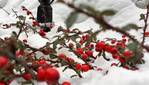 Branches with red berries under snow. Selective focus. red berries covered with Stock Photos