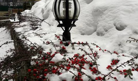 Branches with red berries under snow. Selective focus. red berries covered with Stock Photos