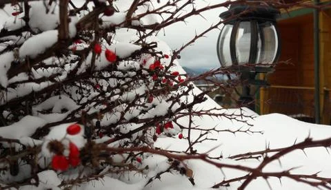 Branches with red berries under snow. Selective focus. red berries covered with Stock Photos