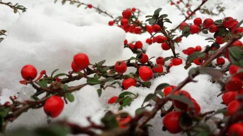 Branches with red berries under snow. Selective focus. red berries covered with Stock Photos