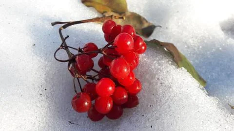 Branches with red berries under snow. Selective focus. red berries covered with Stock Photos