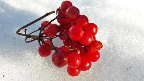 Branches with red berries under snow. Selective focus. red berries covered with Stock Photos