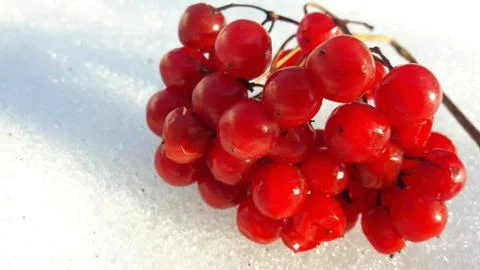Branches with red berries under snow. Selective focus. red berries covered with Stock Photos