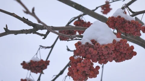 Branches of red bright rowan covered with snow. Video stock 102331917