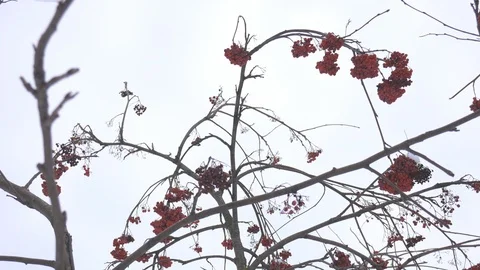 Branches of red bright rowan covered with snow. Stock Footage 111917348